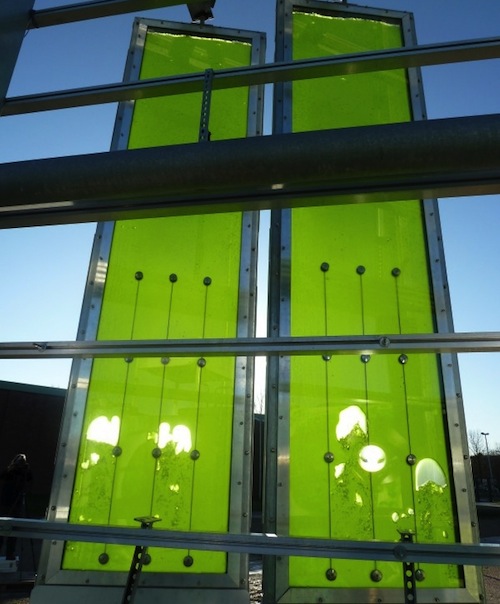 Algae "farms" sandwiched between glass faade panels.