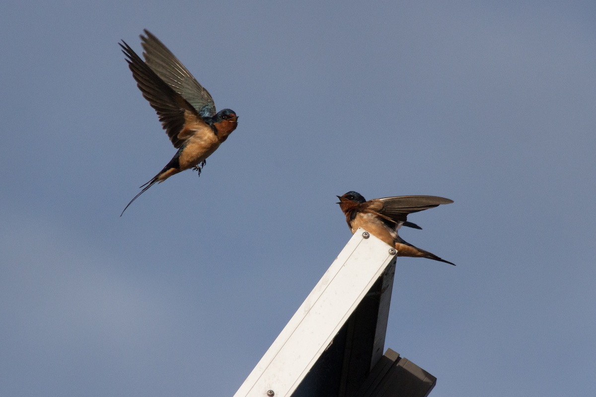 San Jose adopts bird-friendly building standard