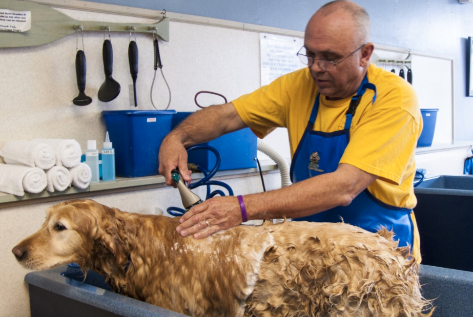 Call for technical experts: Dog wash station design