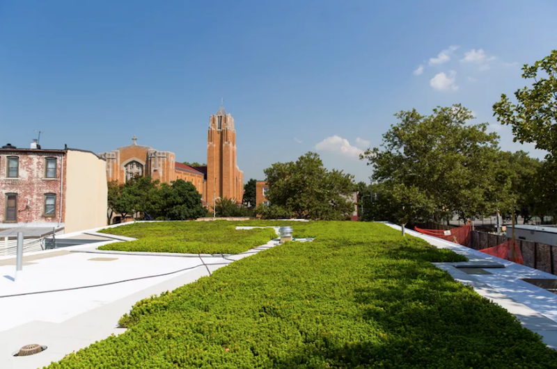 The green roof at the Windsor Terrace Library