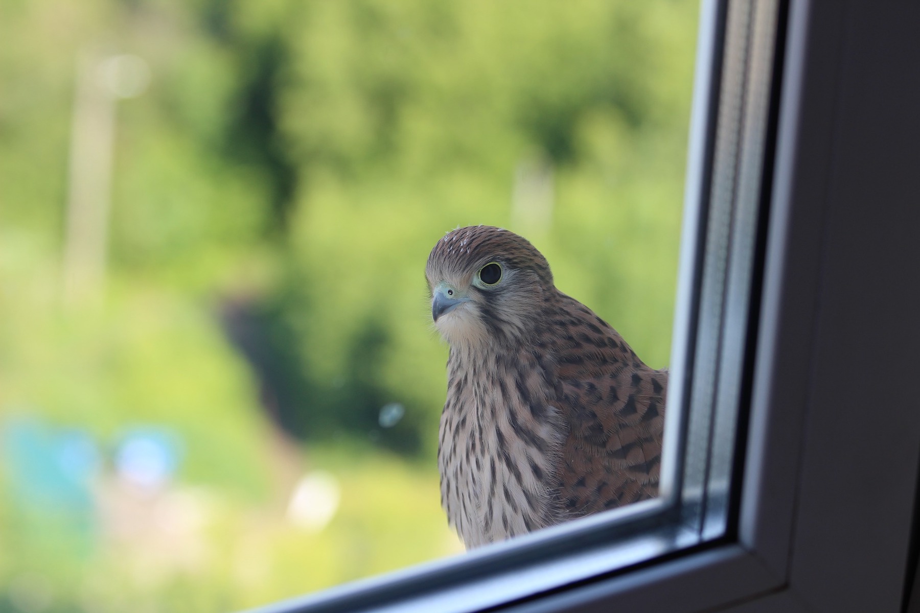 Bird Friendly glass