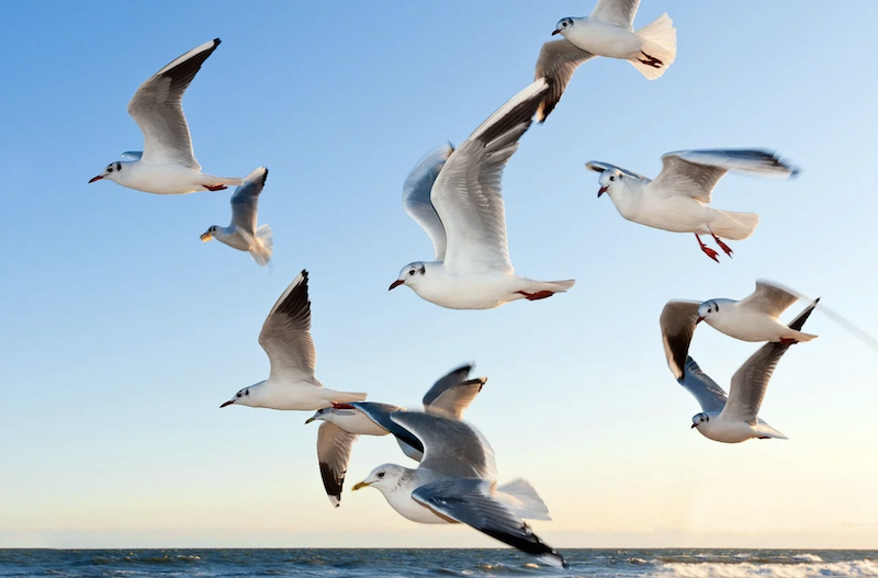 Gulls flying