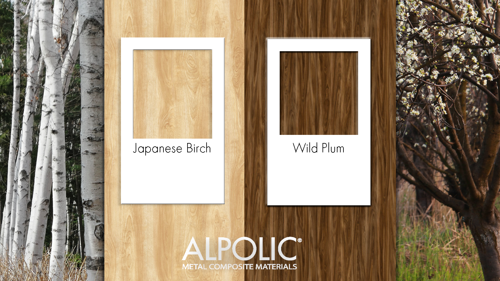 Japanese Birch and Wild Plum