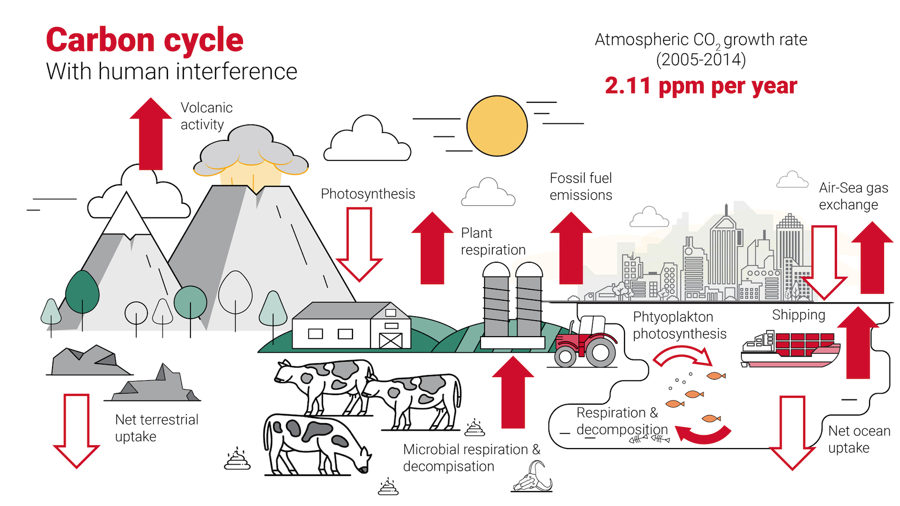 bdcnetwork.com LEO A DALY carbon cycle w humans