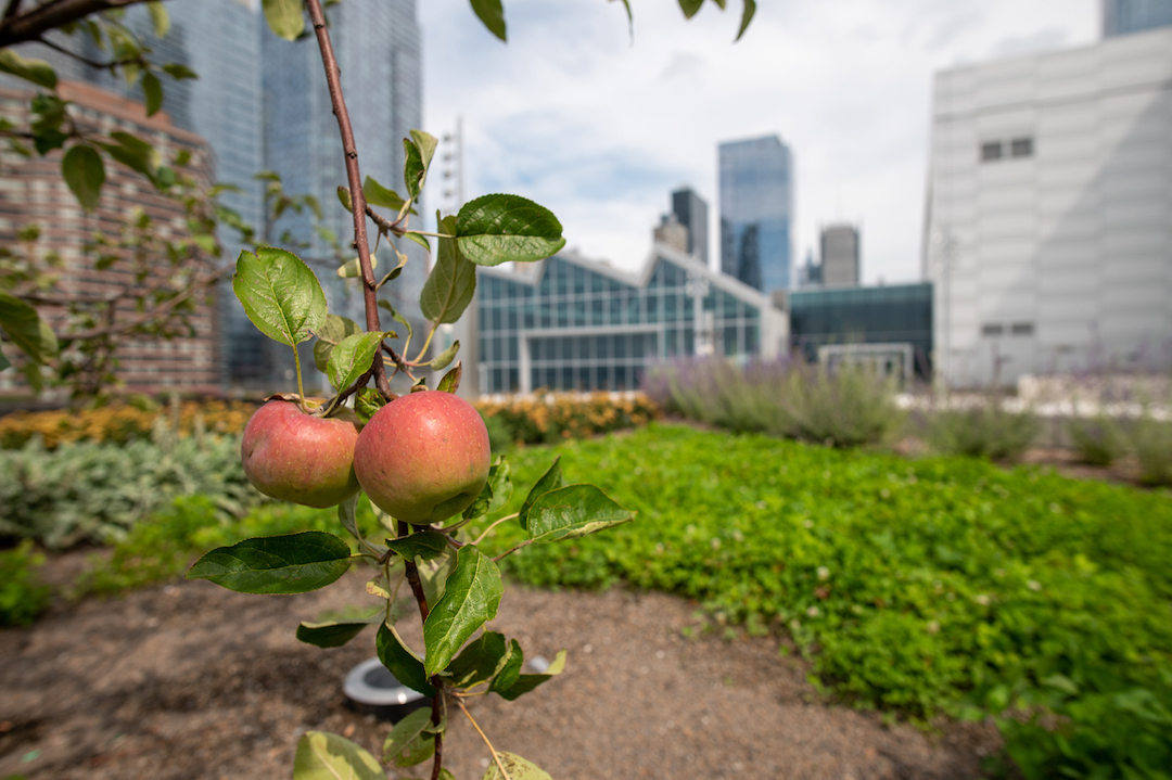 Javits Center rooftop apple orchard