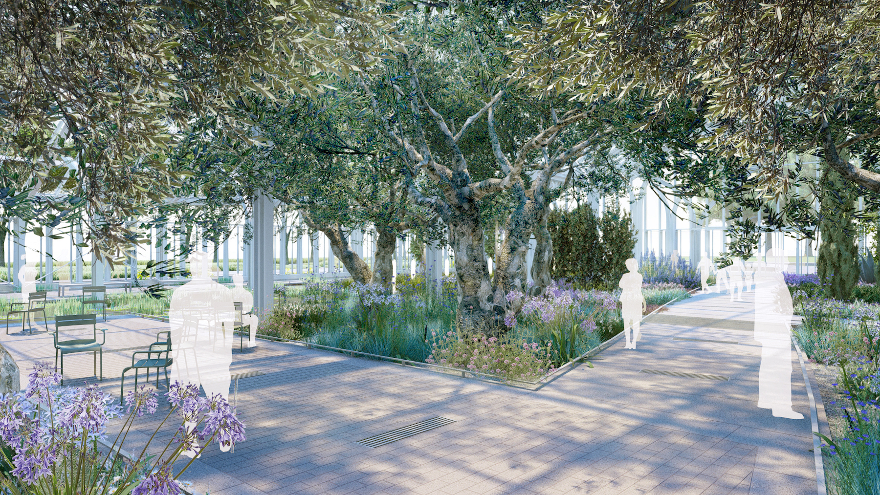 Longwood Reimagined Olive Grove