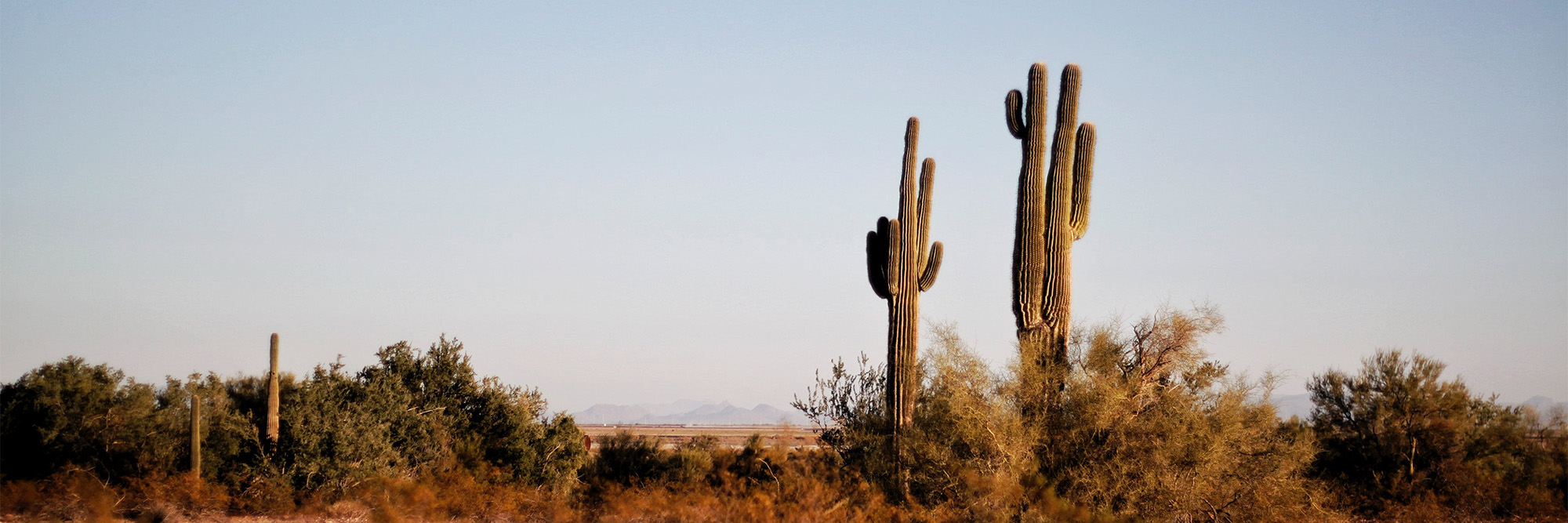 Two Green Cactus Plants at Daytime