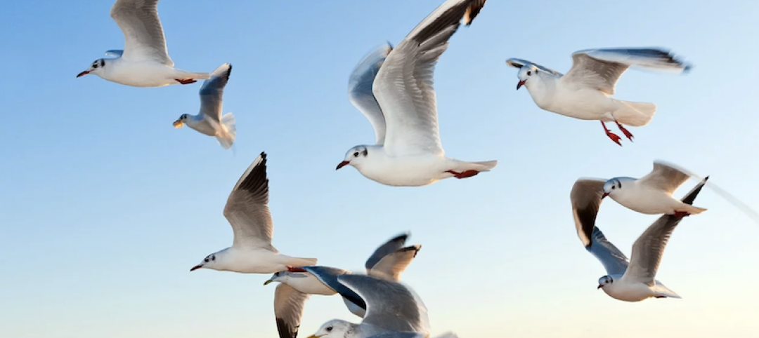 Gulls flying